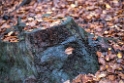 4711 Baum-16X_4301-1-Kopie